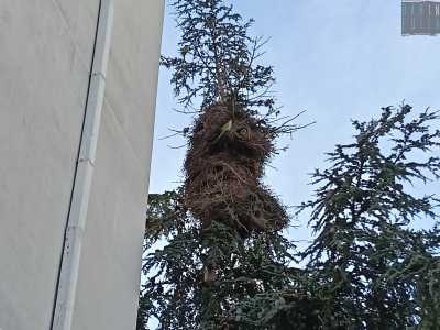 ...che garantiscono maggiore stabilit� e offrono protezione da eventuali predatori grazie all�altezza e alla chioma fitta